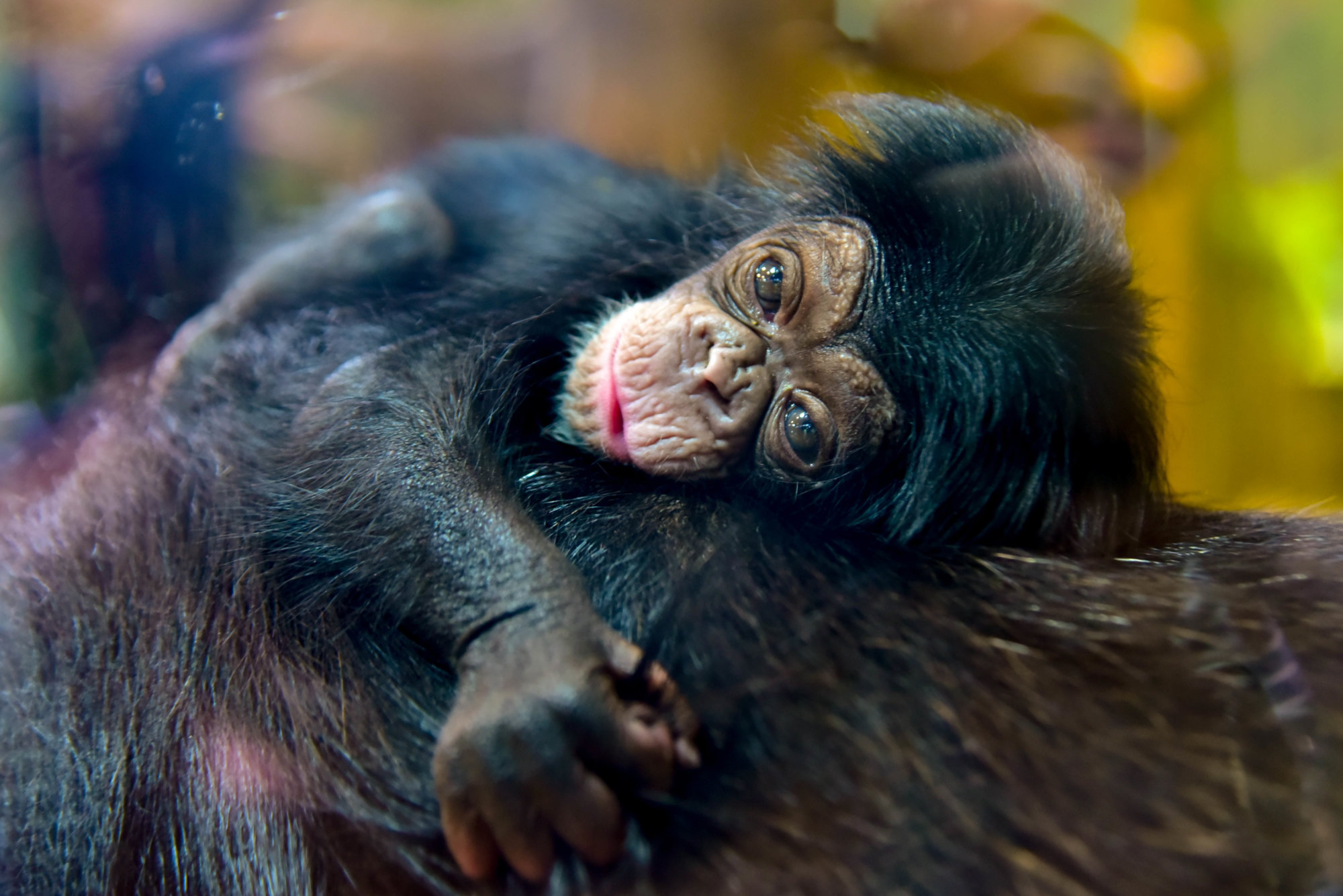 New baby  chimp  at the Maryland Zoo needs a name WTOP