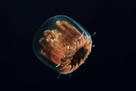 Don’t panic: Sea lice are common at Mid-Atlantic beaches