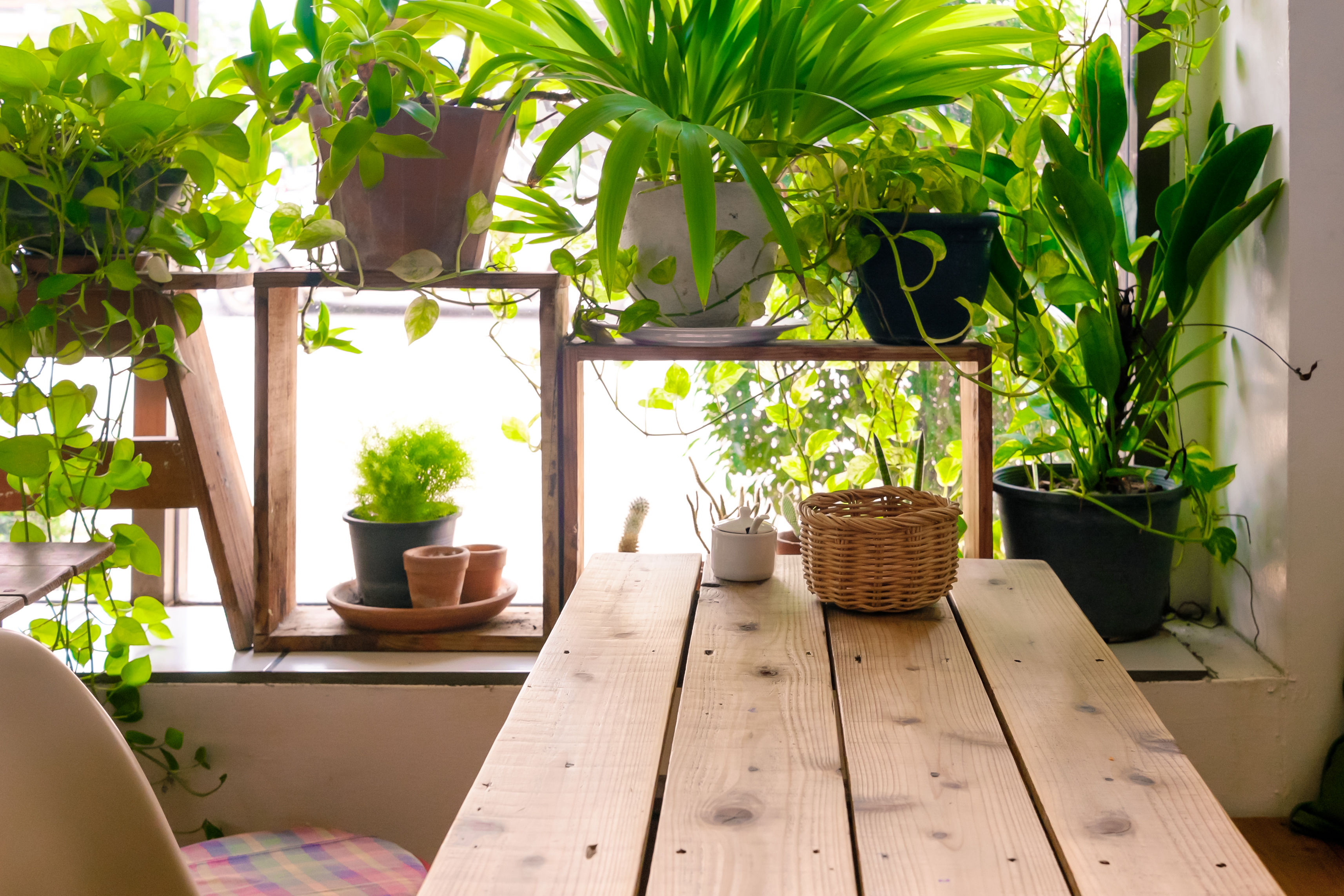 Growing an indoor garden: Tips to ‘Make a Plant Love You’ | WTOP News