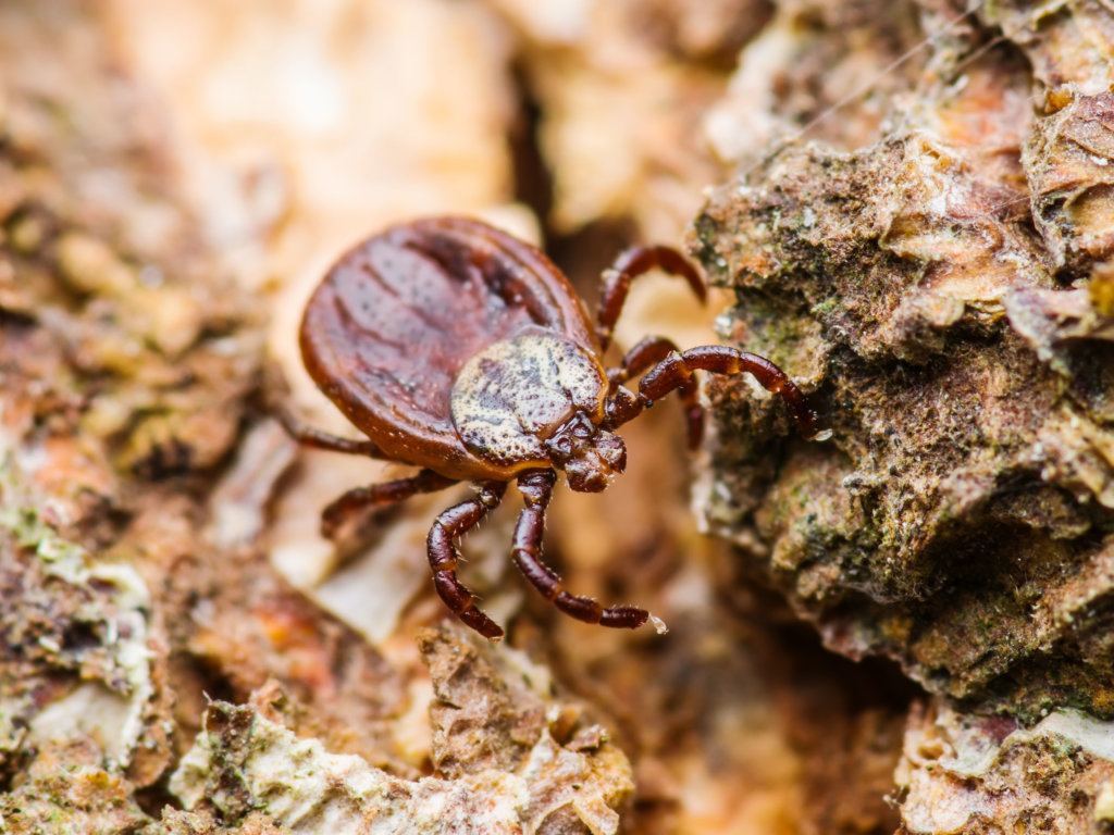 The DMV has a high Lyme disease rate. How can you protect yourself from tick bites?