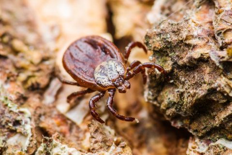 Did a tick just bite you? Get it off, but don’t toss it out just yet