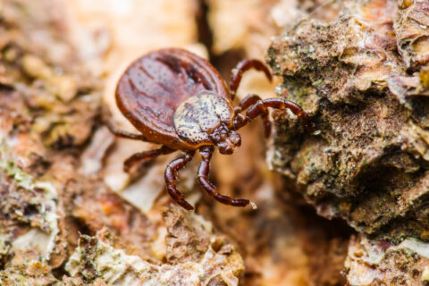 The DC region has a high Lyme disease rate. How can you protect yourself from tick bites?