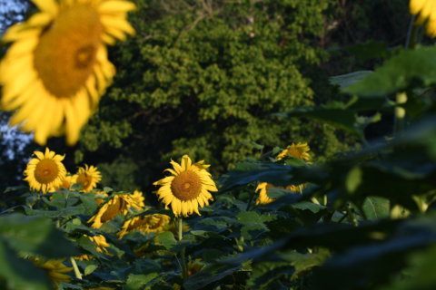 Sunflower field Mckee Beshers