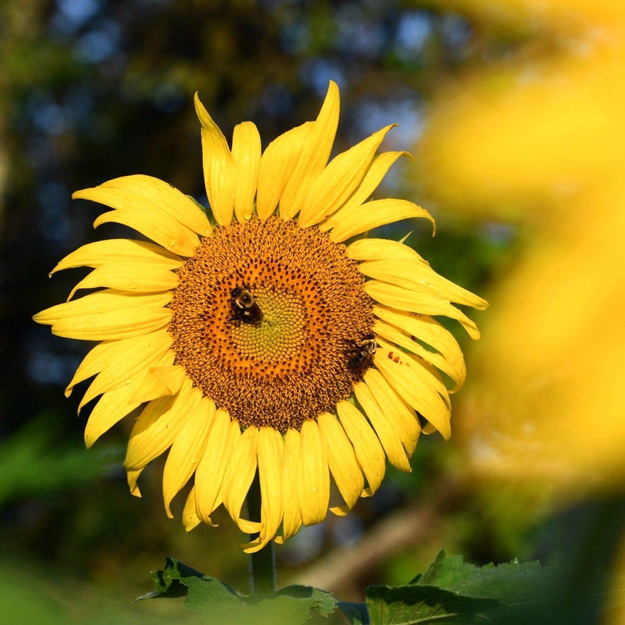 Bees on a sunflower