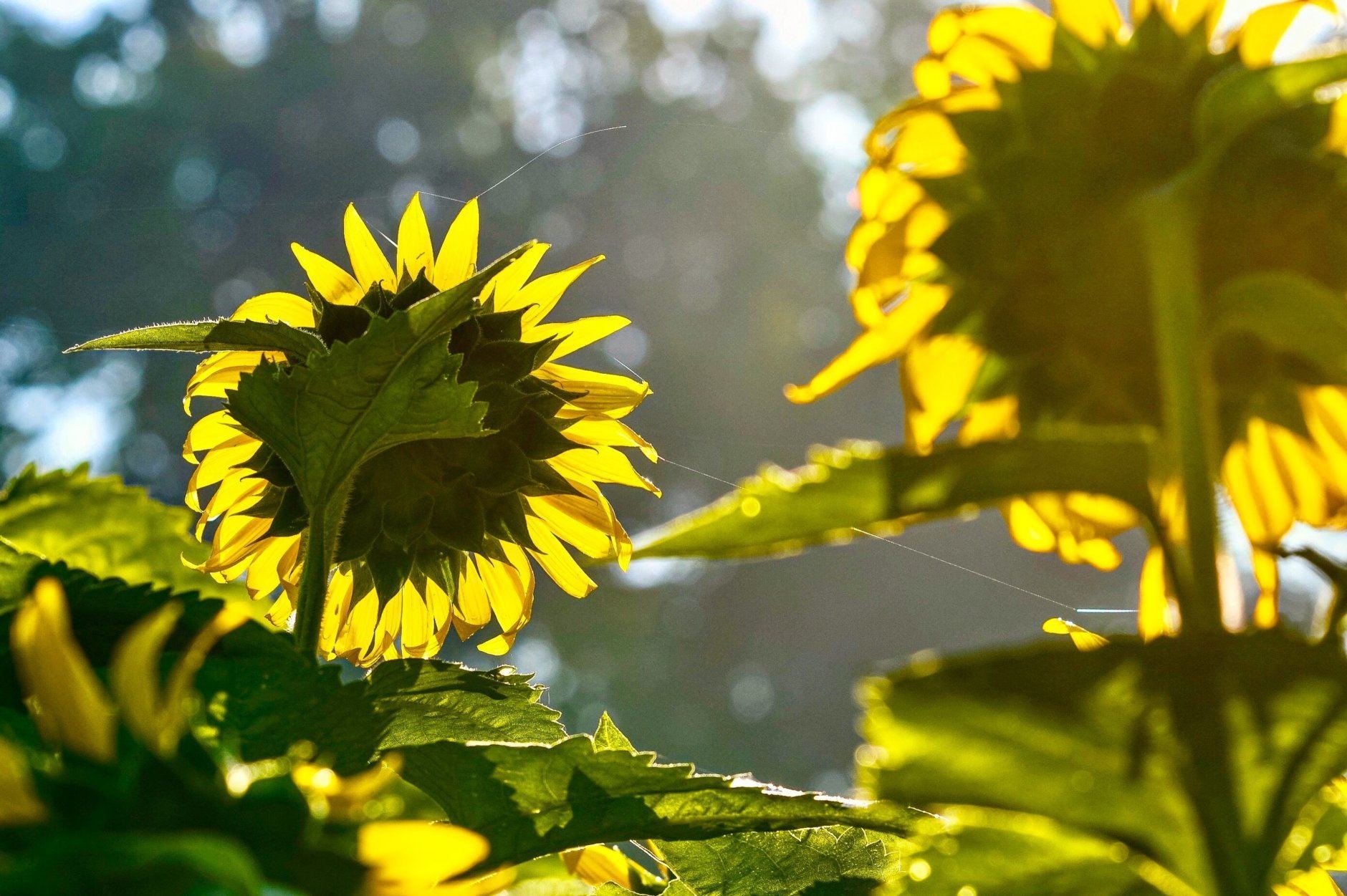 insta-ready fields: best places to see sunflowers this summer | wtop