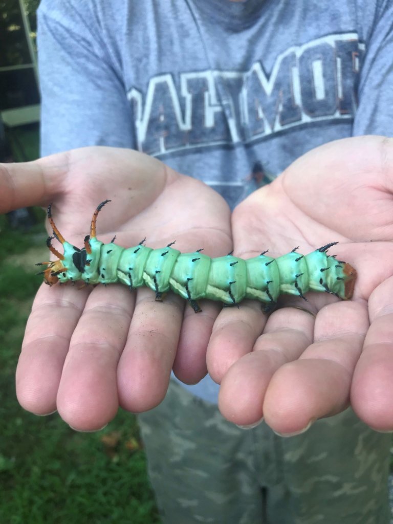 hickory horned caterpillar