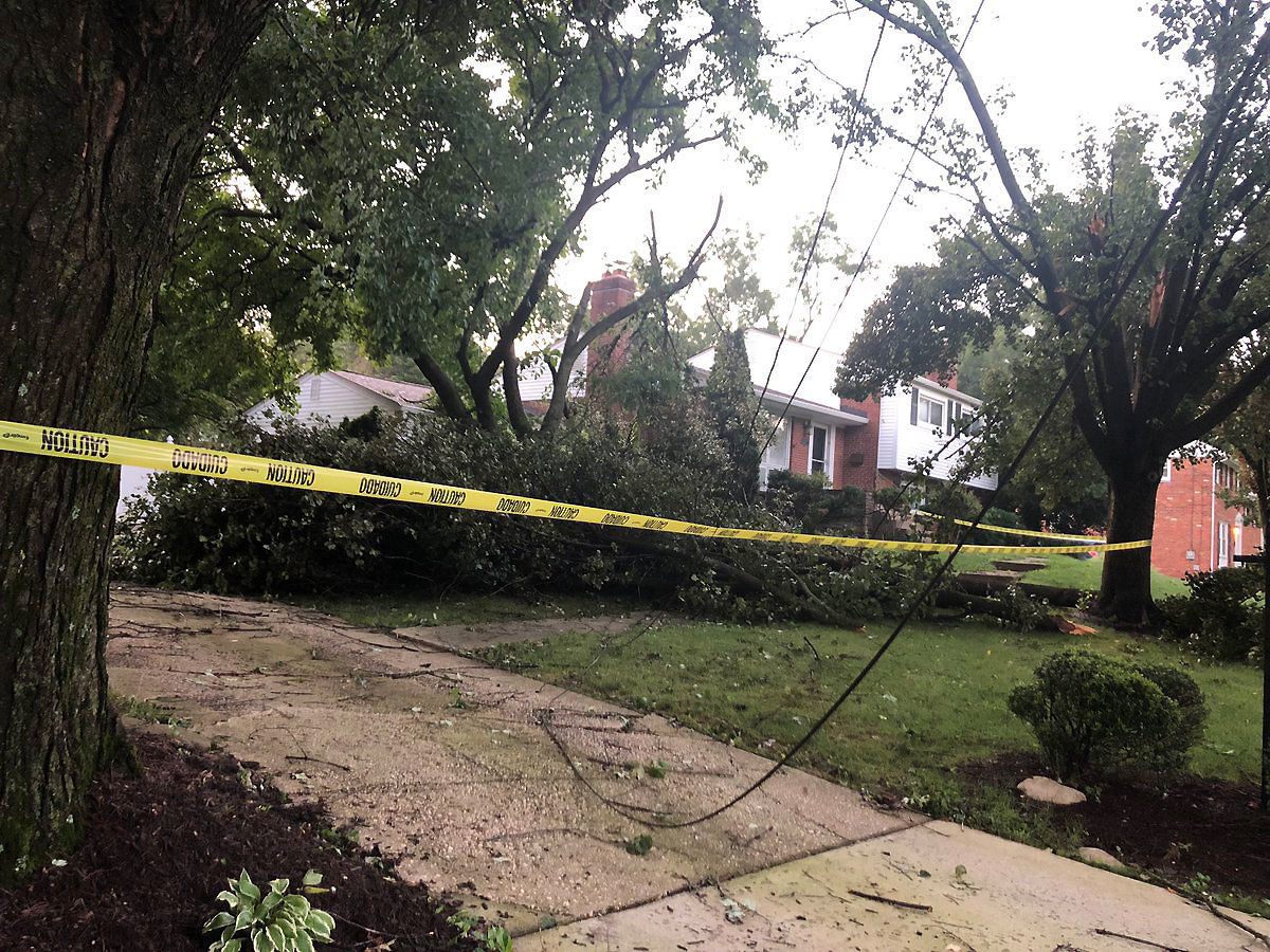 A large tree came down in the Stratton Woods neighborhood in Bethesda late Sunday.