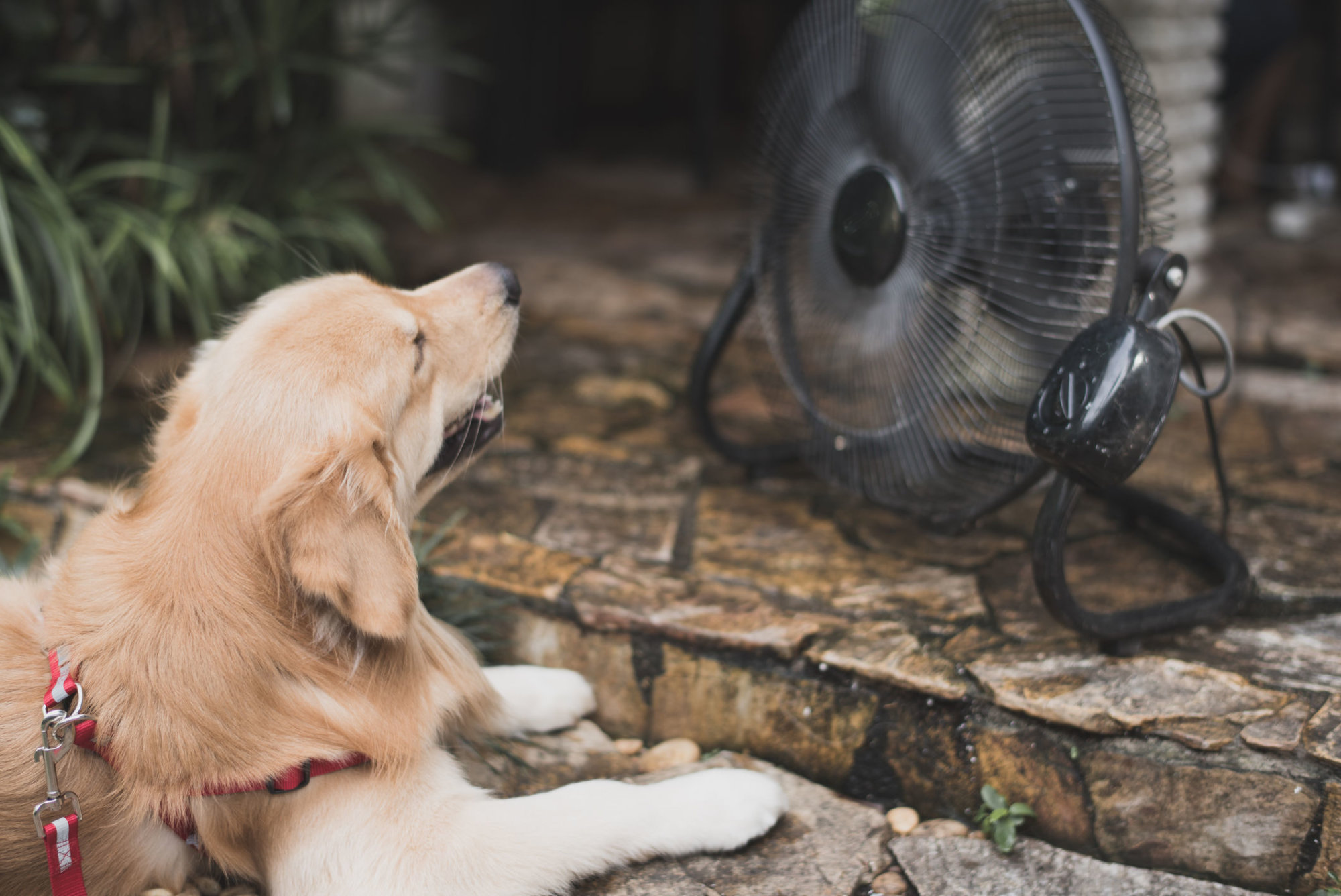 Dog days: Keeping pets safe in hot weather - WTOP News