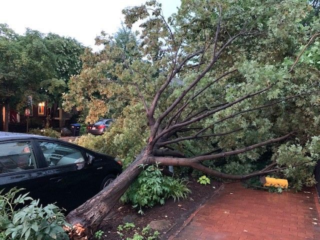 Winds downed a tree on Independence Avenue SE, between 6th and 7th streets. (WTOP/Dan Friedell)