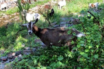 WATCH: Hired weed-eating goats ‘gnaw-t’ bothered by Leesburg heat