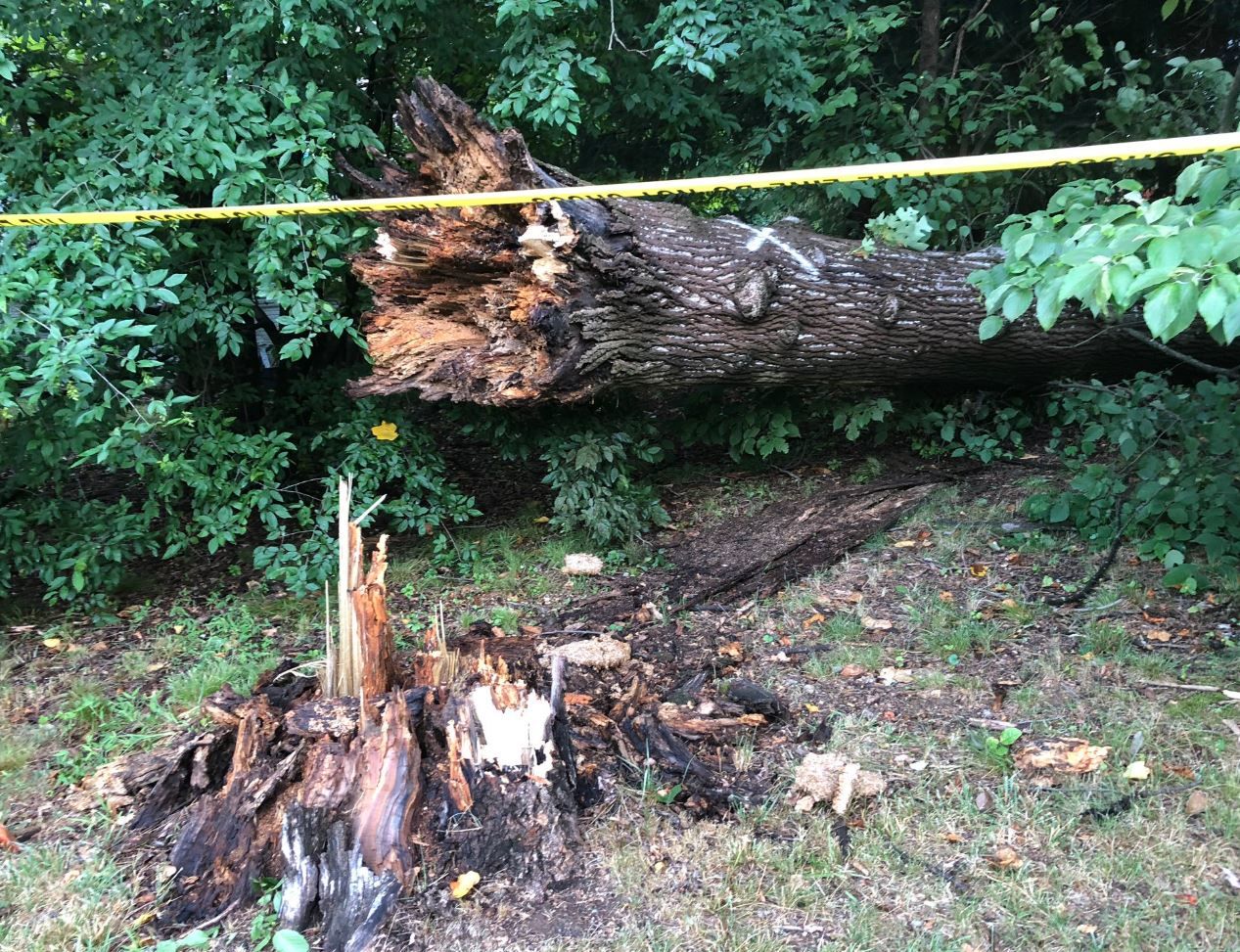 A tree fell on a townhouse in Olney, Maryland, on Tuesday, July 2, 2019. (Courtesy Montgomery County Fire and Rescue)
