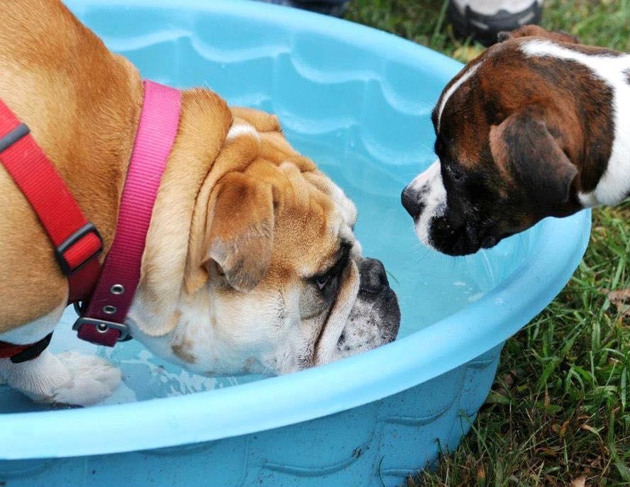 can dogs survive extreme heat
