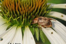 coneflower with an Oriental beetle