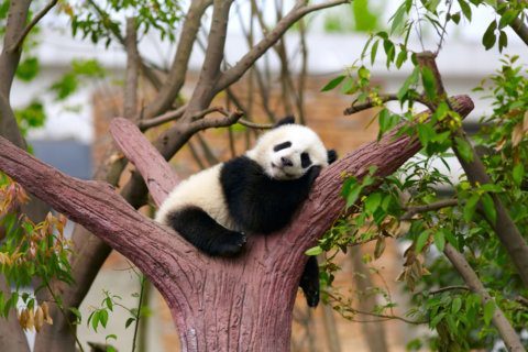 How giant pandas at National Zoo cope with extreme heat