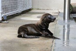 A California sea lion pup at the National Zoo