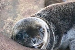 A California sea lion pup at the National Zoo