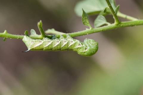 Garden Plot: Guard your tomato plants from tomato hornworms