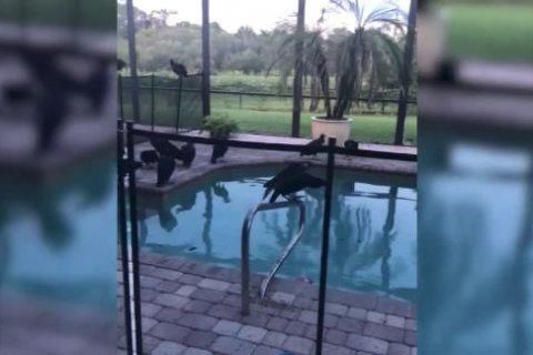 Swarms of black vultures have taken over a Florida community