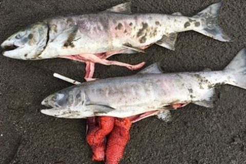The water is so hot in Alaska it’s killing large numbers of salmon