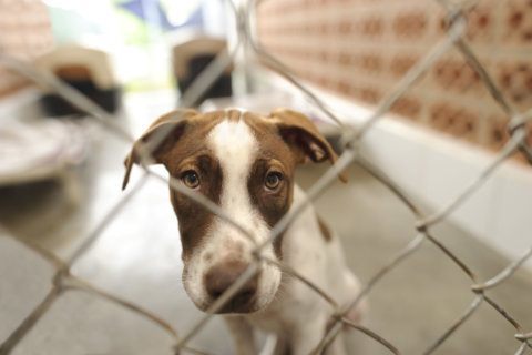 Loudoun Co. to reduce time stray dogs held at shelter