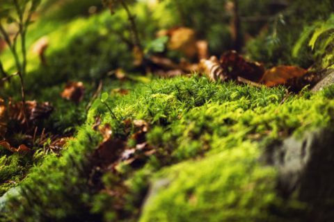 Garden Plot: The great moss debate — yank it, or let it thrive?