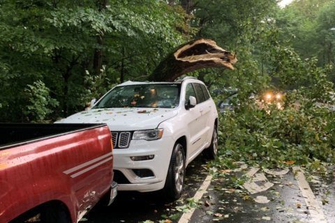 Storm leaves fallen trees, outages across DC area