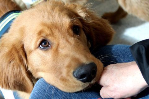 Maryland bill would allow therapy dogs in schools