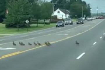 Seemingly endless line of ducks halts traffic