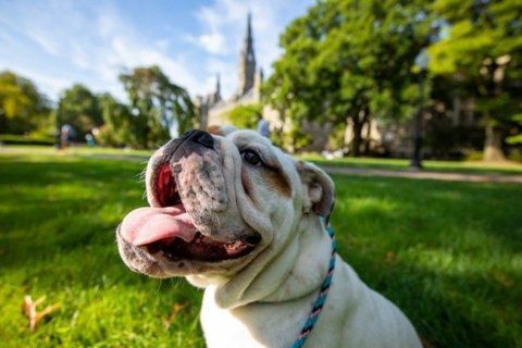 Georgetown University welcomes bulldog puppy as new mascot-in-training
