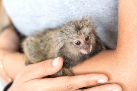 My Take: Yes, monkeys do bite
