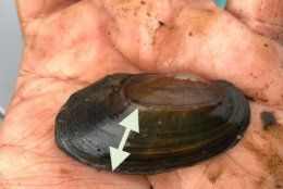 growth of the freshwater mussel
