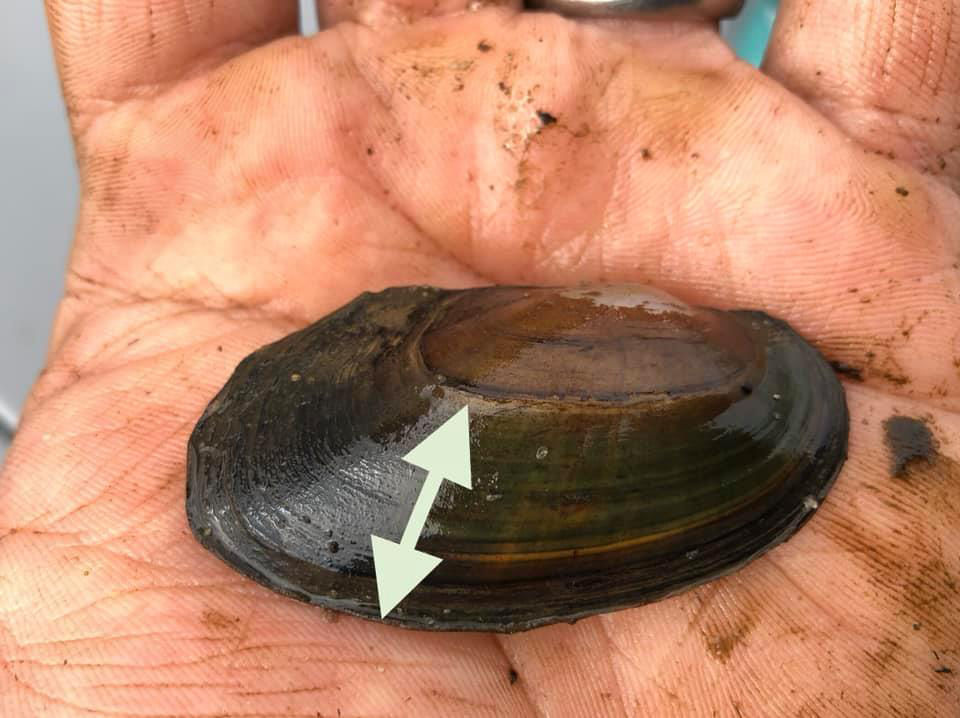 growth of the freshwater mussel