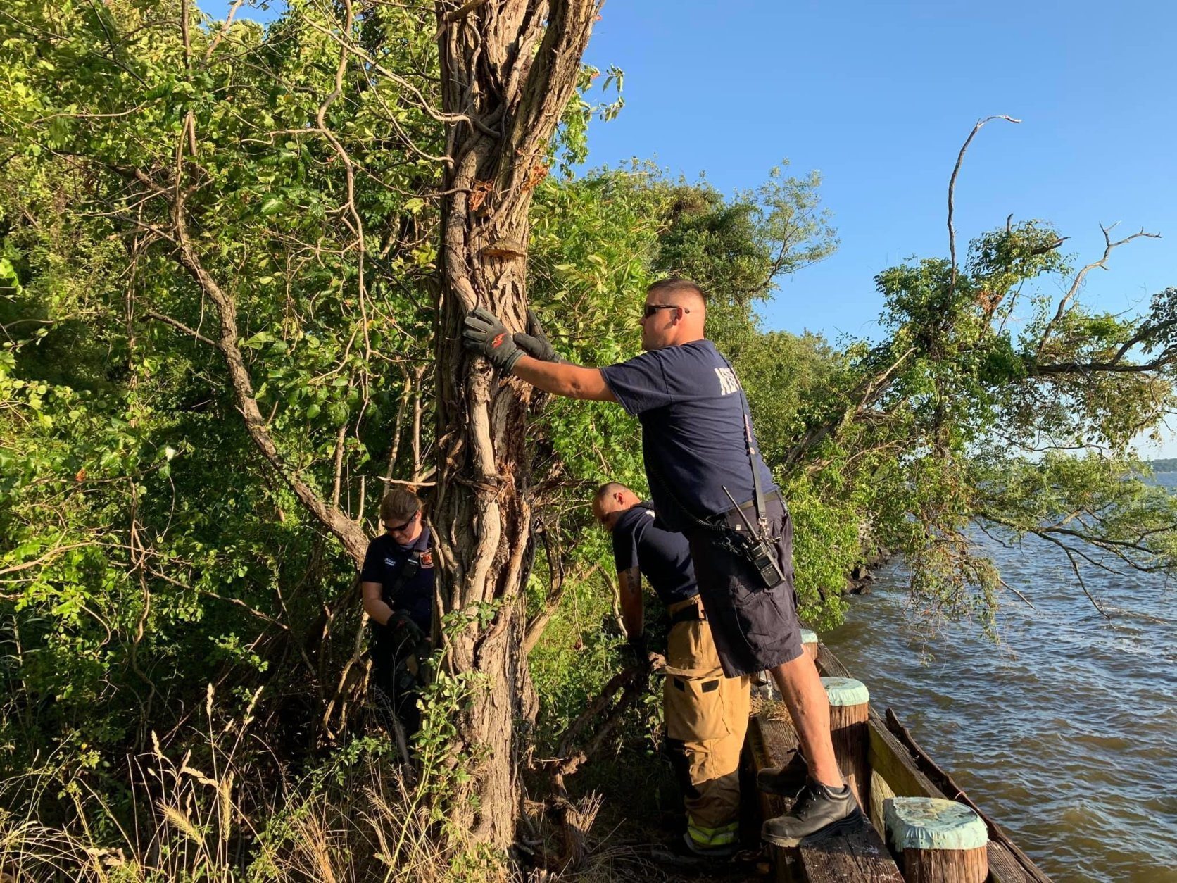 Volunteers and firefighters rescue an osprey