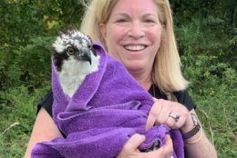 Volunteers and firefighters rescue an osprey