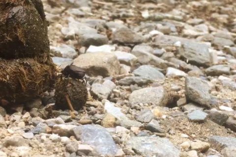 Great Smoky Mountain park rangers release rolling poop video