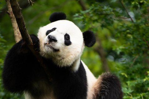 Metro to add free shuttle bus for Bei Bei’s farewell during station repairs this weekend