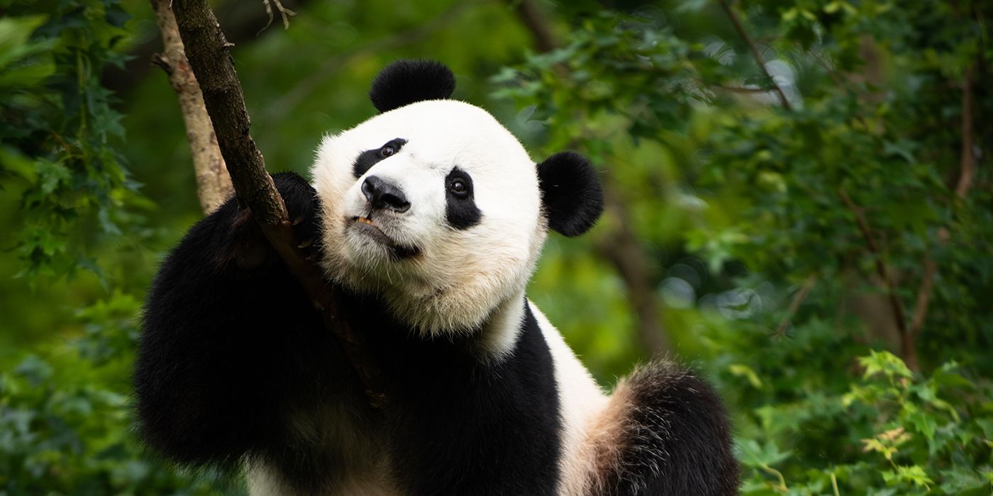 Bye, bye, Bei Bei: Giant panda turns 4, prepares to leave National Zoo ...