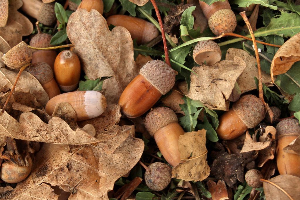 Believe it or nut Virginia needs acorns WTOP