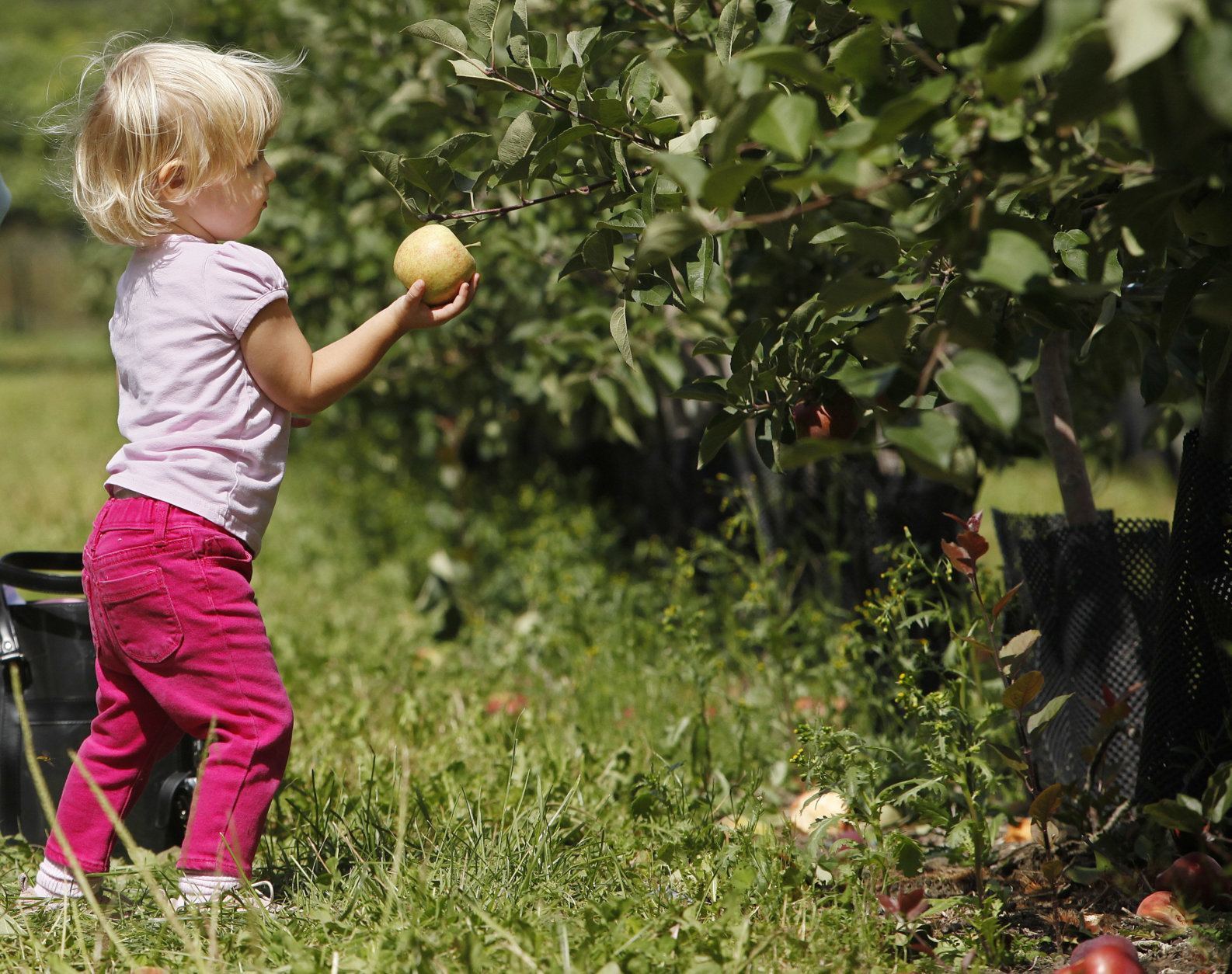 Where to go apple picking in the DC area - WTOP News