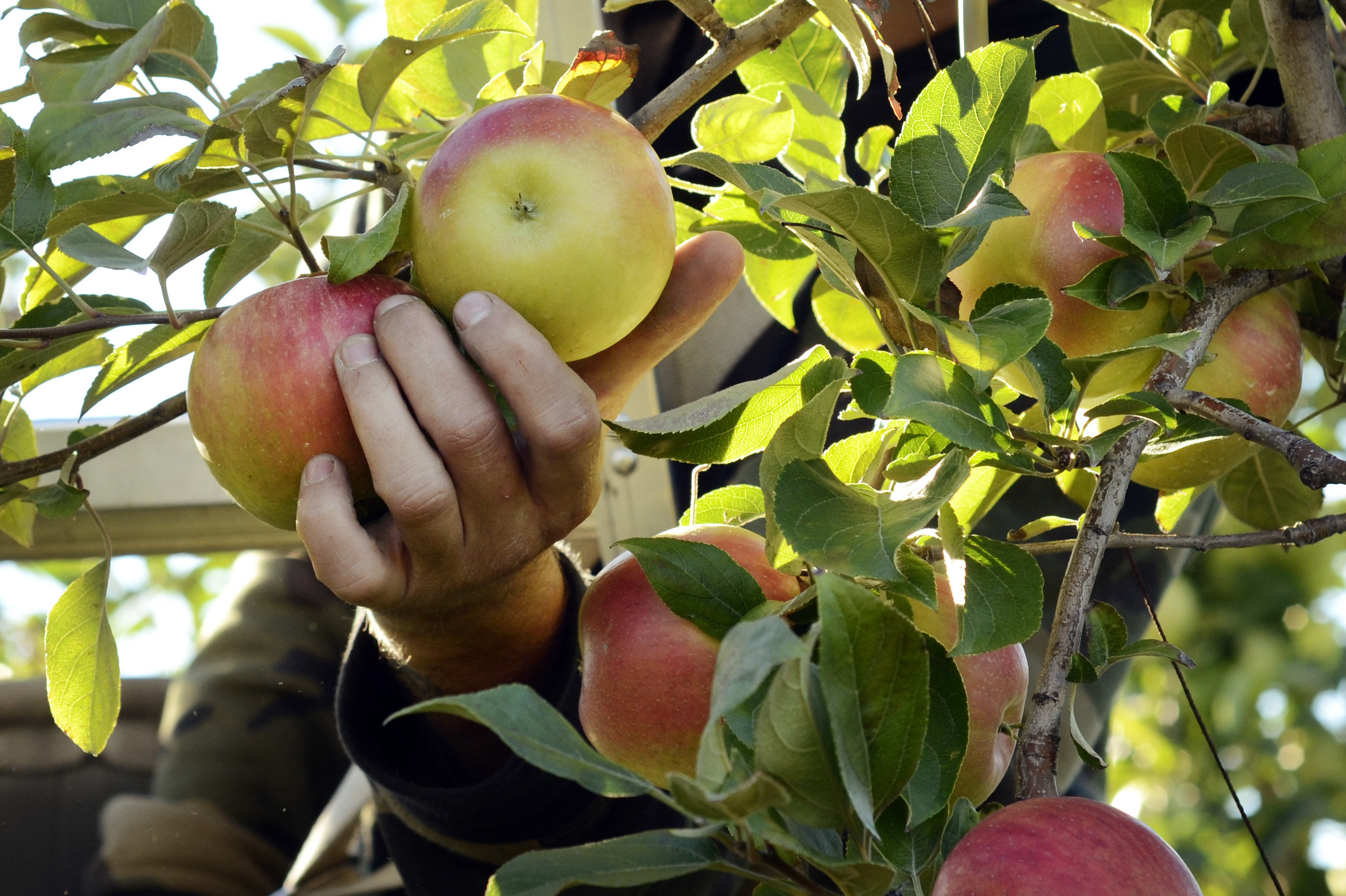 where-to-go-apple-picking-in-the-dc-area-wtop-news