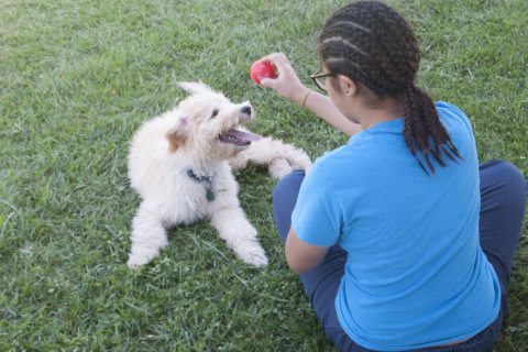 Therapy puppies help teens in Maryland juvenile centers