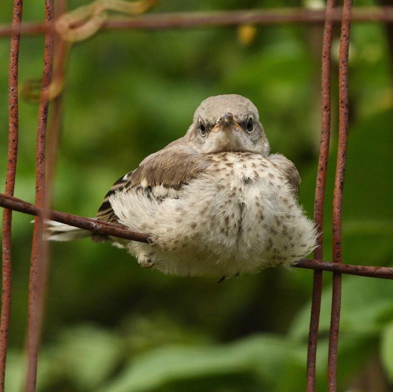 Baby mockingbird. This common bird thrives in cities and suburbs alike. (WTOP/Kate Ryan)
