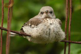 Baby mockingbird. This common bird thrives in cities and suburbs alike. (WTOP/Kate Ryan)
