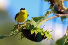 Native plants can provide food for birds like this male goldfinch. (WTOP/Kate Ryan)
