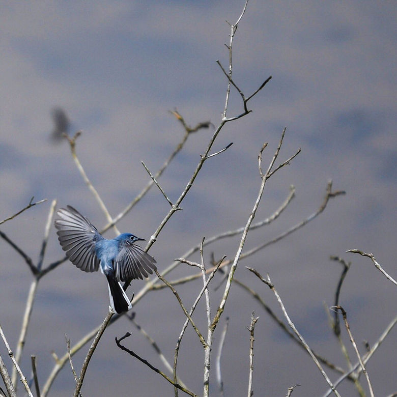 Blue gray gnatcatchers