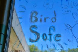 bird safe window