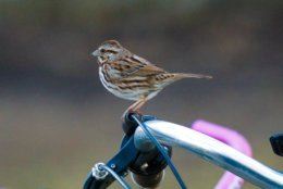 song sparrow