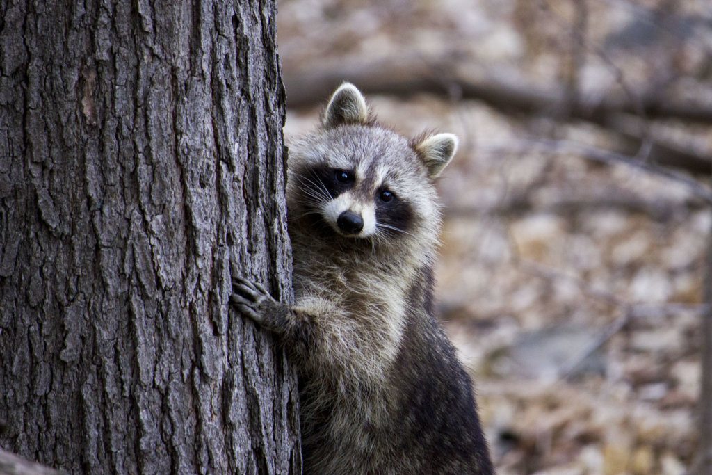 Rabid raccoon captured in Prince George’s Co. triggers health alert