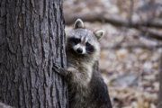 Rabid raccoon captured in Prince George's Co. triggers health alert