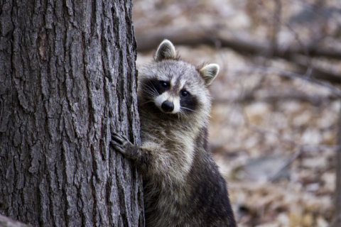 Delaware health officials: Raccoon that bit person was rabid